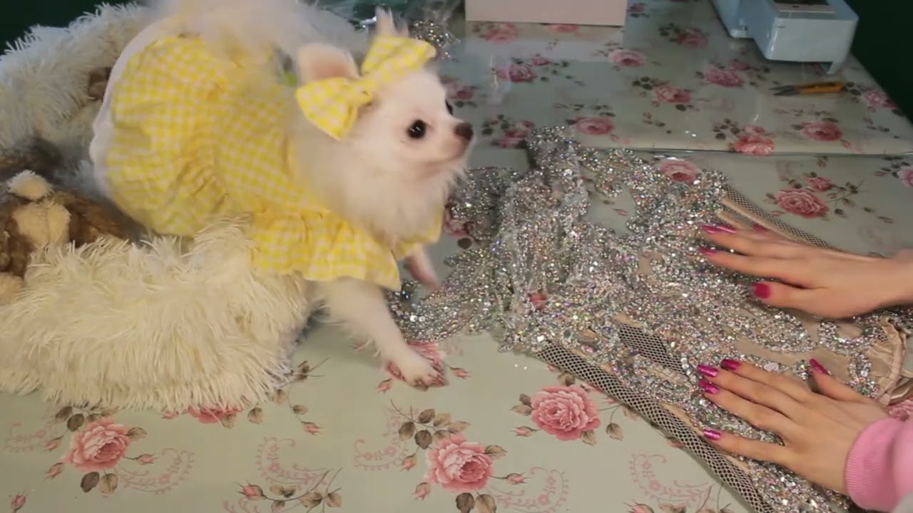 Dita Von Teese Inspired Corset Tutorial For Showgirls on a Budget