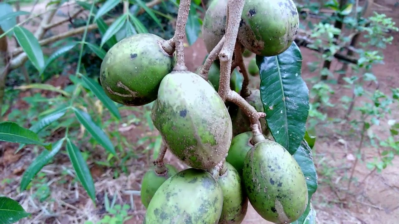Ambarella june plum fruit tree | spondias dulcis