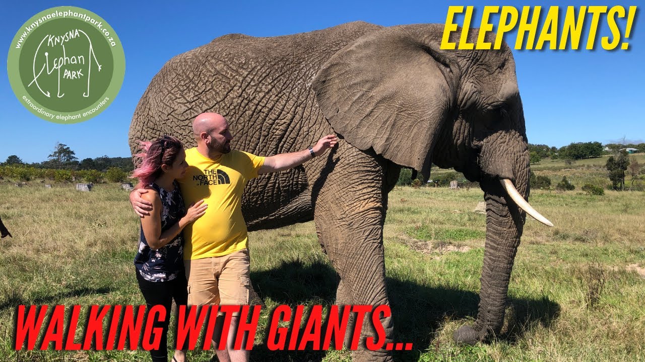 Saving elephants from nasty situations. Knysna Elephant Park - Giving Them a Place To Call Home