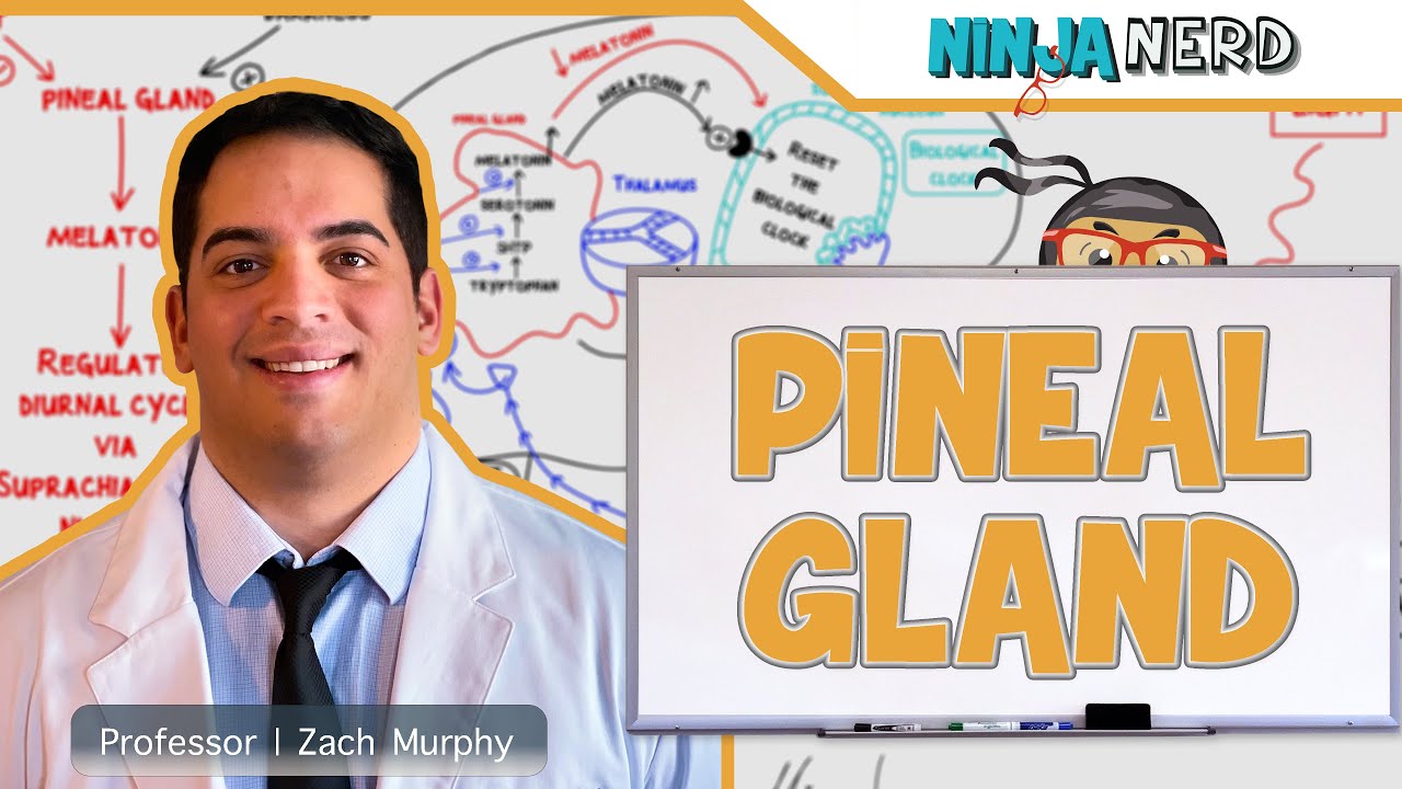 Endocrinology | Pineal Gland
