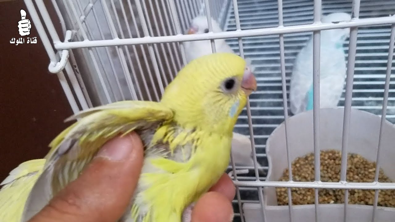 ماذا يحصل اذا اخرجنا فراخ البادجي من العش في هذا العمر