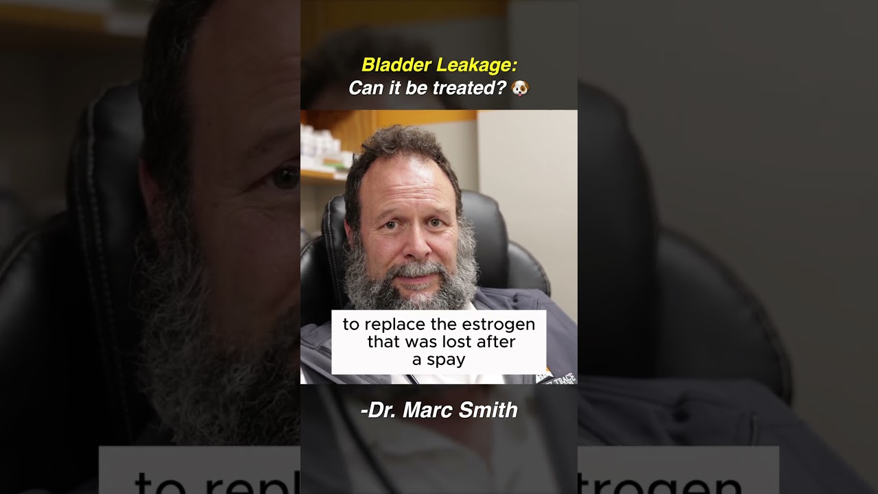 Why Spayed Dogs Leak Urine: Marc Smith, DVM, MS Explains Incontinence