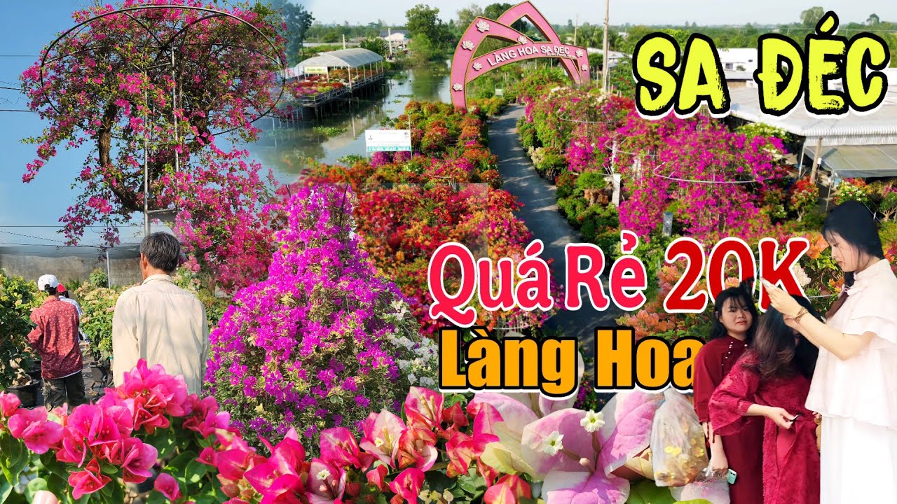 Về Làng Hoa Sa Đéc Lão Nông Tung Chiêu Vườn Bông Giấy Nở Rực Rỡ Giá Rẻ 20K Làng Hoa Giấy Tân Dương