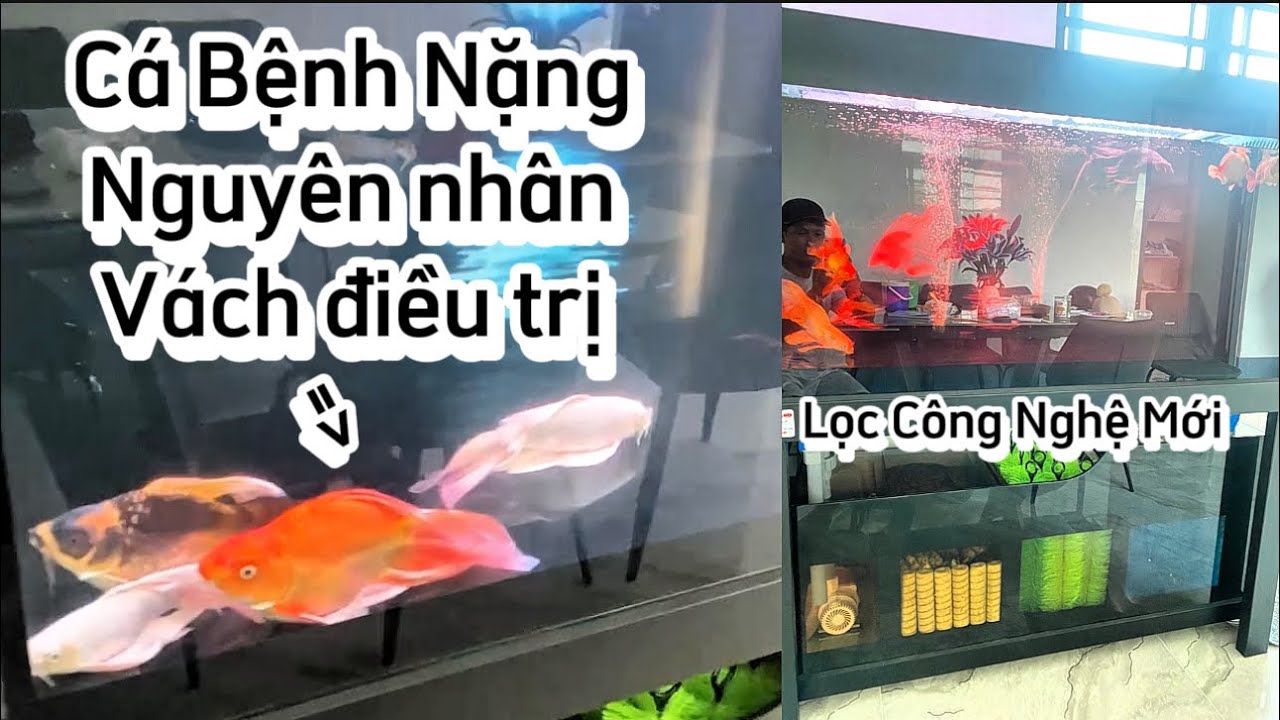 Cách Điều Trị Bệnh Cá Chép Sư Tử + Phi Tần Xuất Huyết Đuôi Ngửa Bụng - Nguyên Nhân Và Cách Khắc Phục