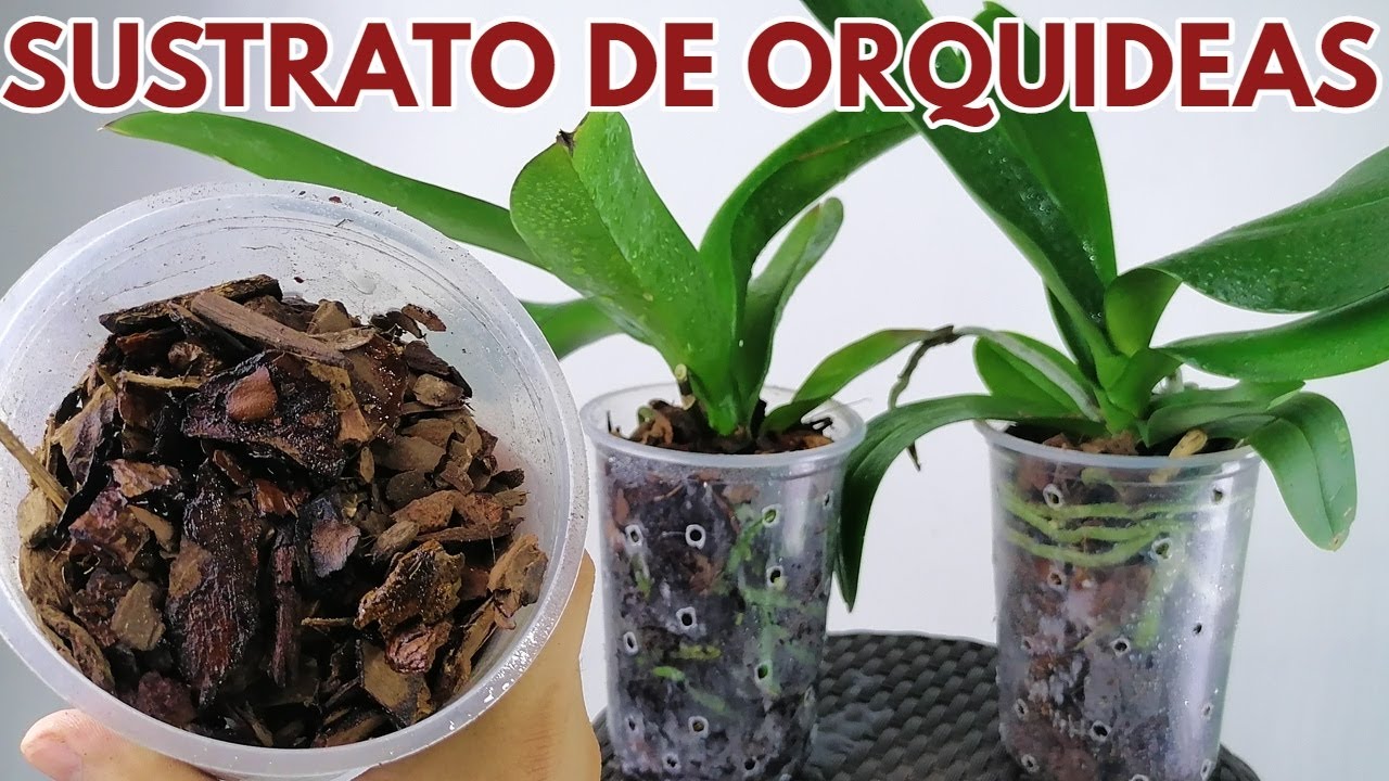 sustrato para orquídeas chuyito jardinero