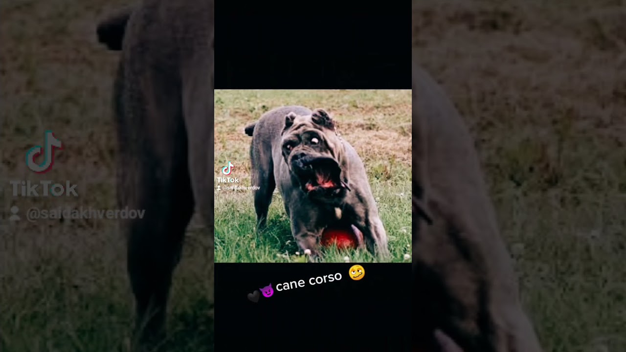 cane corso georgia 😈🤣