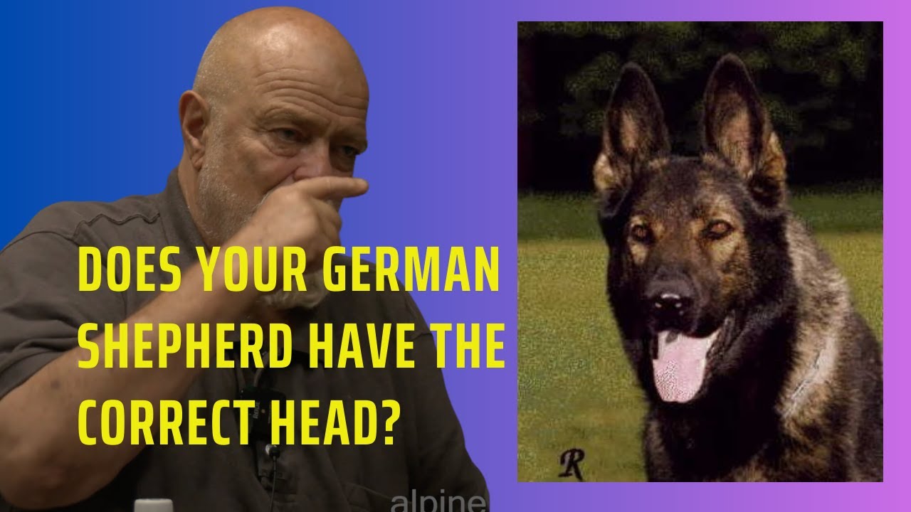 Does your German Shepherd have the correct head? ￼