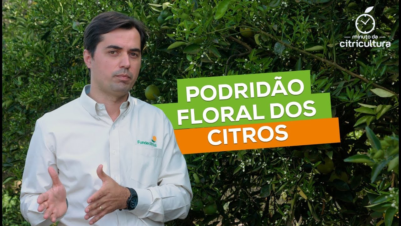 Como prevenir a podridão floral