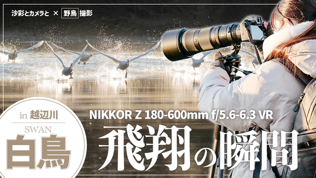 【使ってみた】NIKKOR Z 180-600mmで白鳥撮影 飛翔の瞬間を激写！