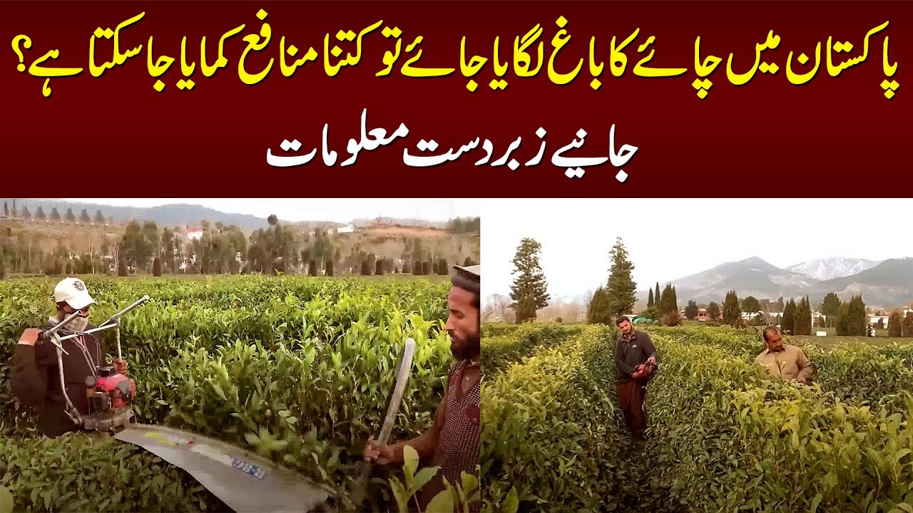 Pakistan Me Chai Ka Bagh Lagaya Jaye Tou Kitna Profit Ho Sakta Hai? Interesting Information