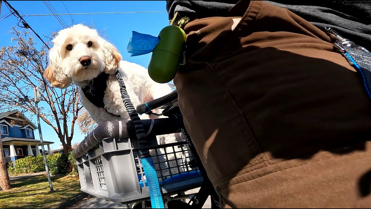 Biking Adventure: First Ride with My Furry Co-Pilot