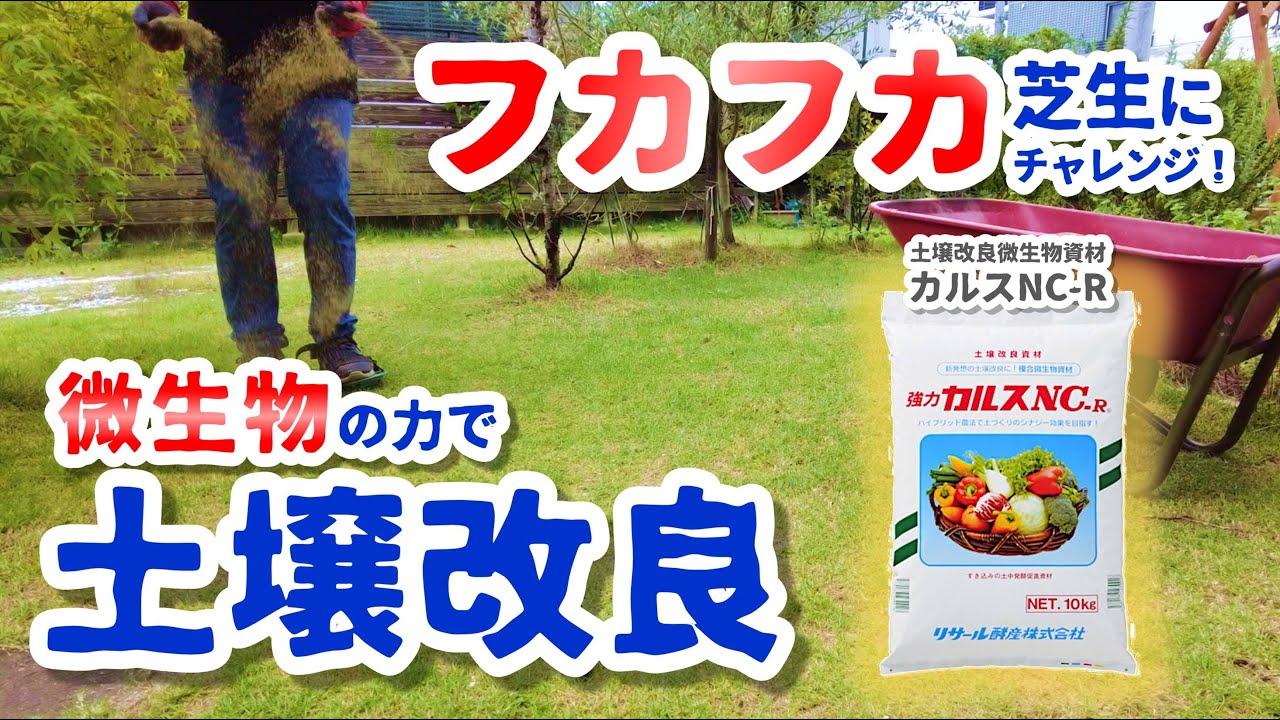 【微生物の力で芝生の土壌改良】フカフカ芝生にチャレンジ！（カルスNC-R：土壌改良微生物資材）