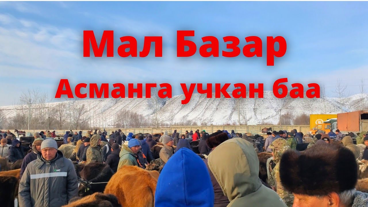 Токтогул  Мал базар // 24.01.26