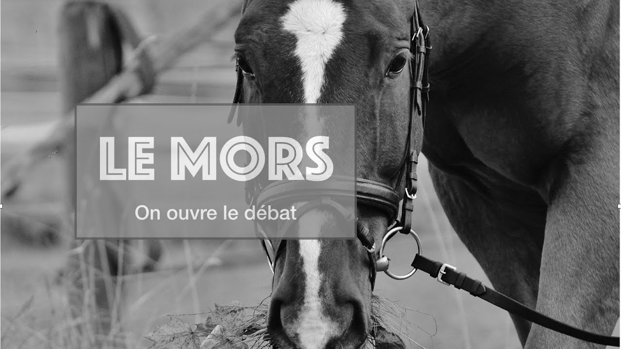 LE MORS DU CHEVAL : on ouvre le débat !