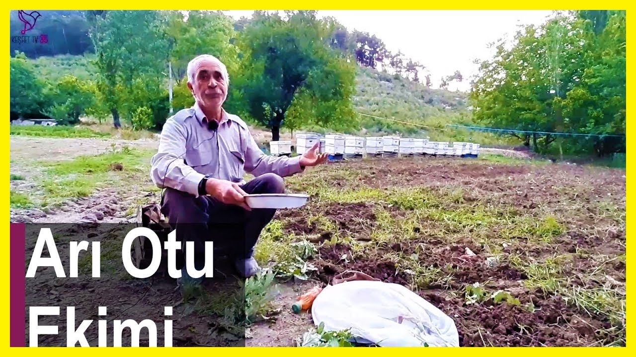 ARI OTU (FASELYA) NASIL EKİLİR?