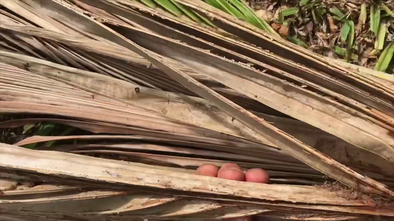 Maui Coconuts - Tree Death By Infestation