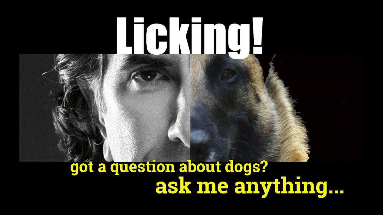 How to Stop Dogs from Licking People - ask me anything - Dog Training and Behavior