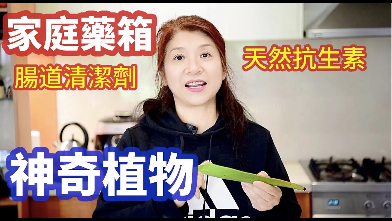 （362）【養生植物】家裡有蘆薈的注意了，可別不當回事！天然抗生素，神奇的療癒食物---芦荟！蘆薈功效？只是可以保養皮膚嗎？怎麼吃健康又方便？每天最多可用吃多少？Joanna澳洲生活
