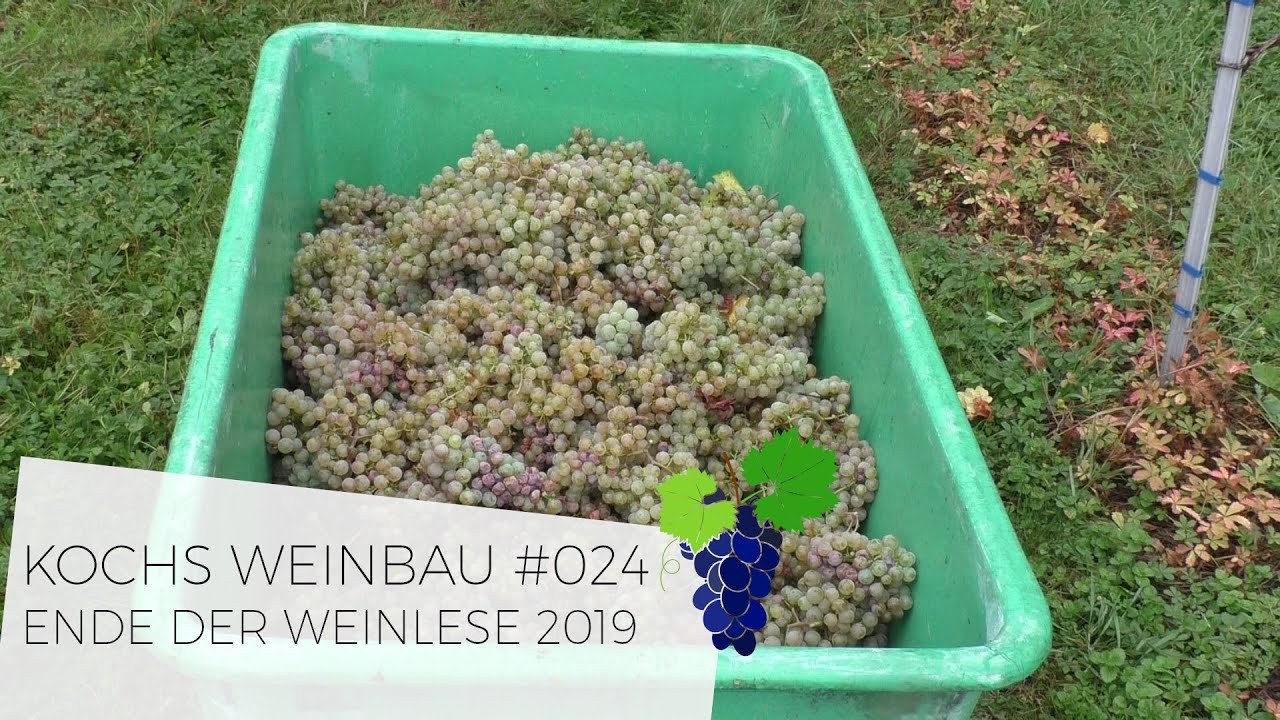 Ende der Weinlese 2019 | #024