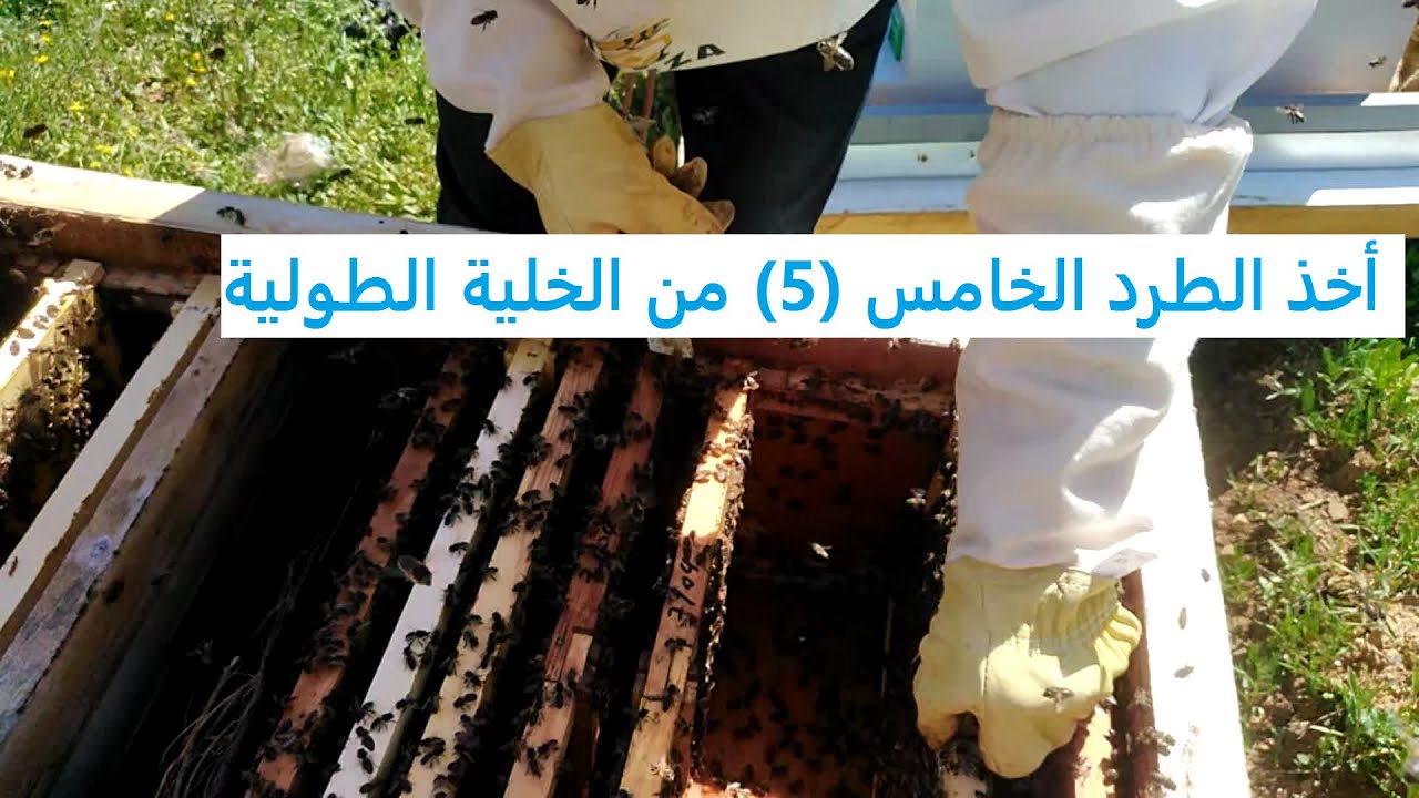 أخذ الطرد الخامس (5) من الخلية الطولية في ظرف اقل من شهر
