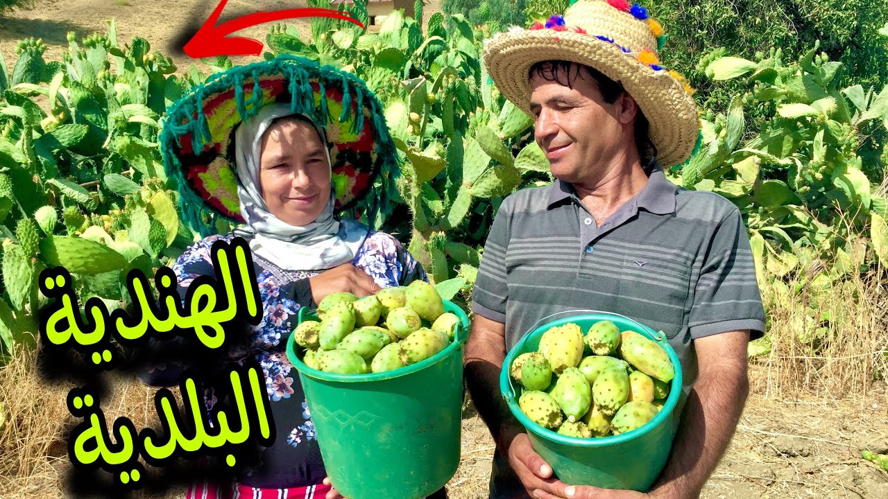 مشينا نجنيو الهندية ، أحسن فاكهة طبيعية في العالم