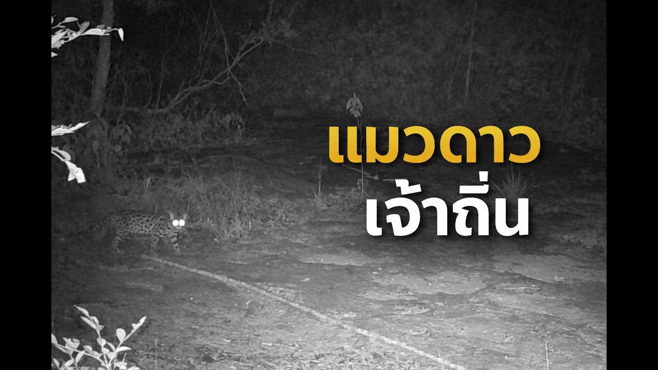 แมวดาวเจ้าถิ่น เดินป่าเช็คกล้องดักถ่ายภาพสัตว์ป่า ห้วยกะเลงเวก จ.สุรินทร์