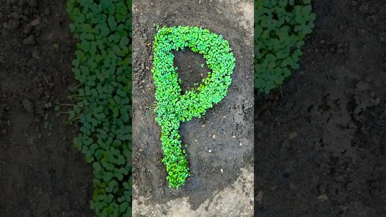 &lsquo;P&rsquo; Letter Plant Growth 🌱