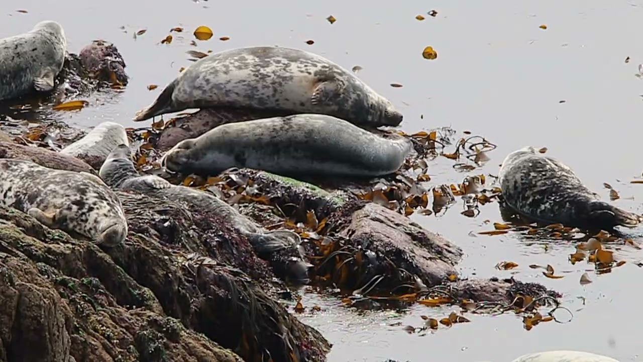Seal Watching! Skokholm Island Part 4 (Wild Wales Episode 9)