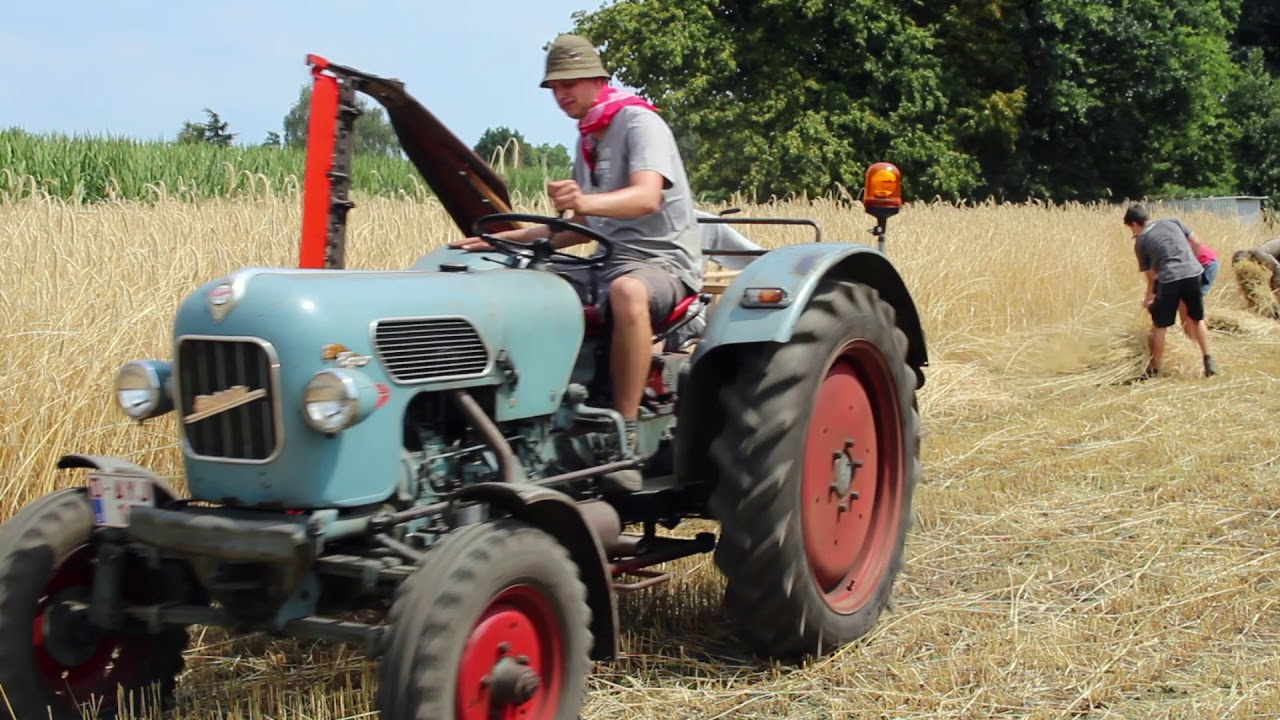 Graan oogsten op ambachtelijke wijze. Grain harvesting in a traditional way