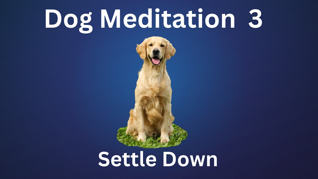 Dog Meditation 3  - Settle Down