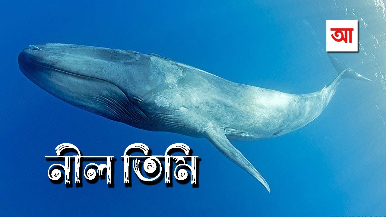 নীল তিমি | পৃথিবীর ইতিহাসে সবচেয়ে বড় প্রাণী | আদ্যোপান্ত | Blue whale | Adyopanto