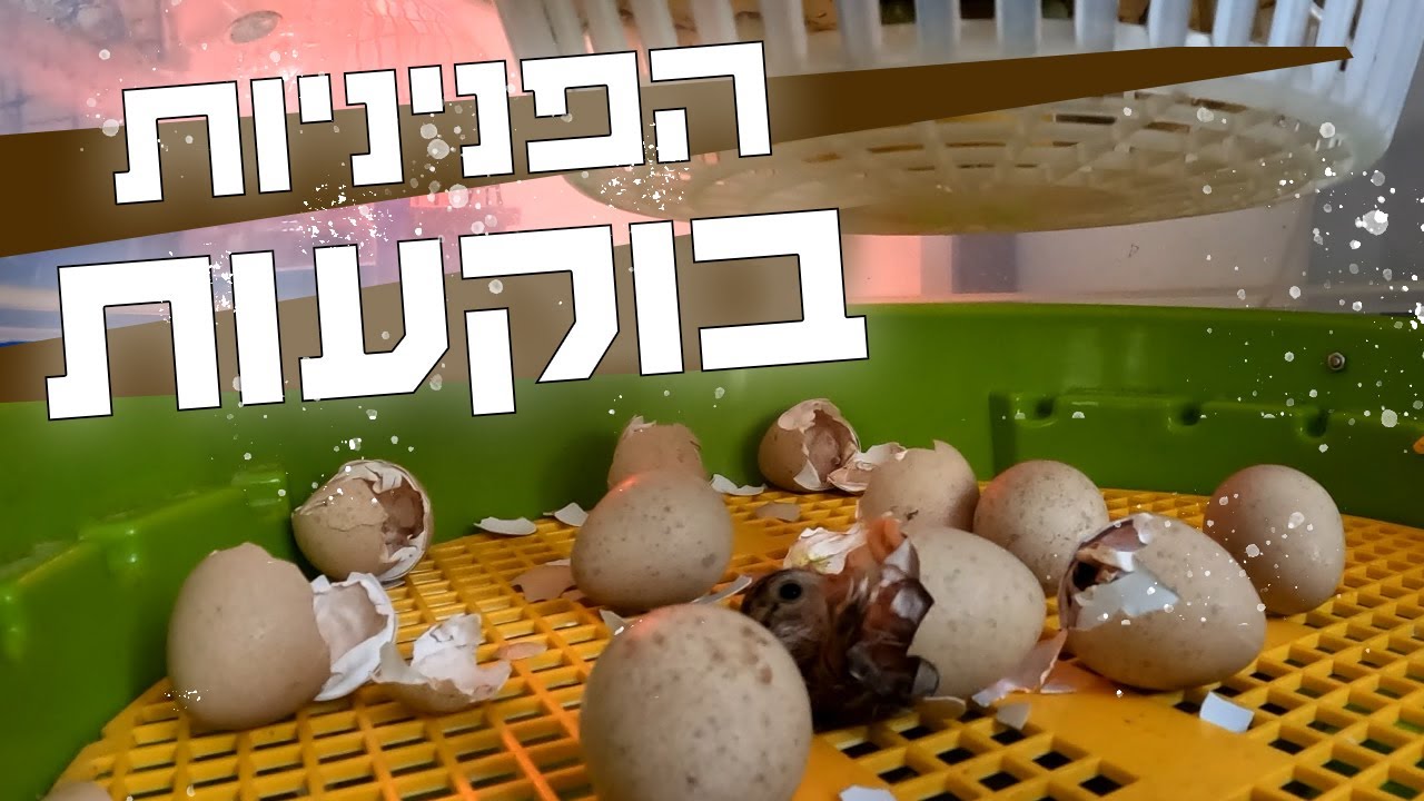 אפרוחים מתוקים! | סבב הפניניות של אפריל בוקע במדגרה ויש גם הפתעה!