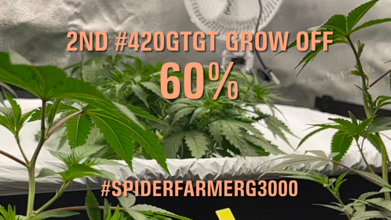 60% 2nd #420GTGT Grow Off #spiderfarmerG3000