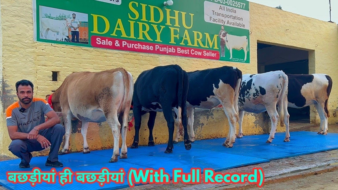 बछड़ीयां ही बछड़ीयां बिकाऊ। 8 Top Class Heifers available for sale with Full Record, Sidhu Dairy