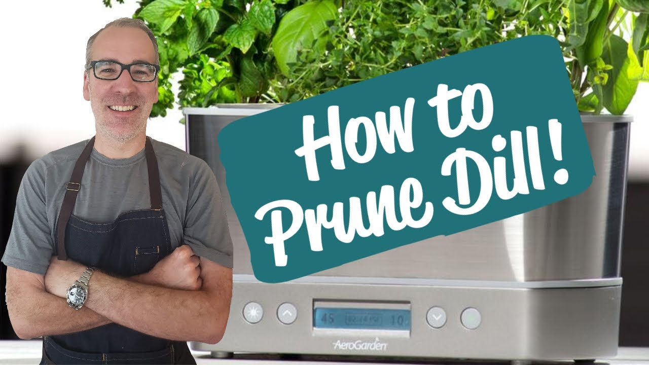 How to Prune Dill | AeroGarden Harvest Elite Review | Day 26