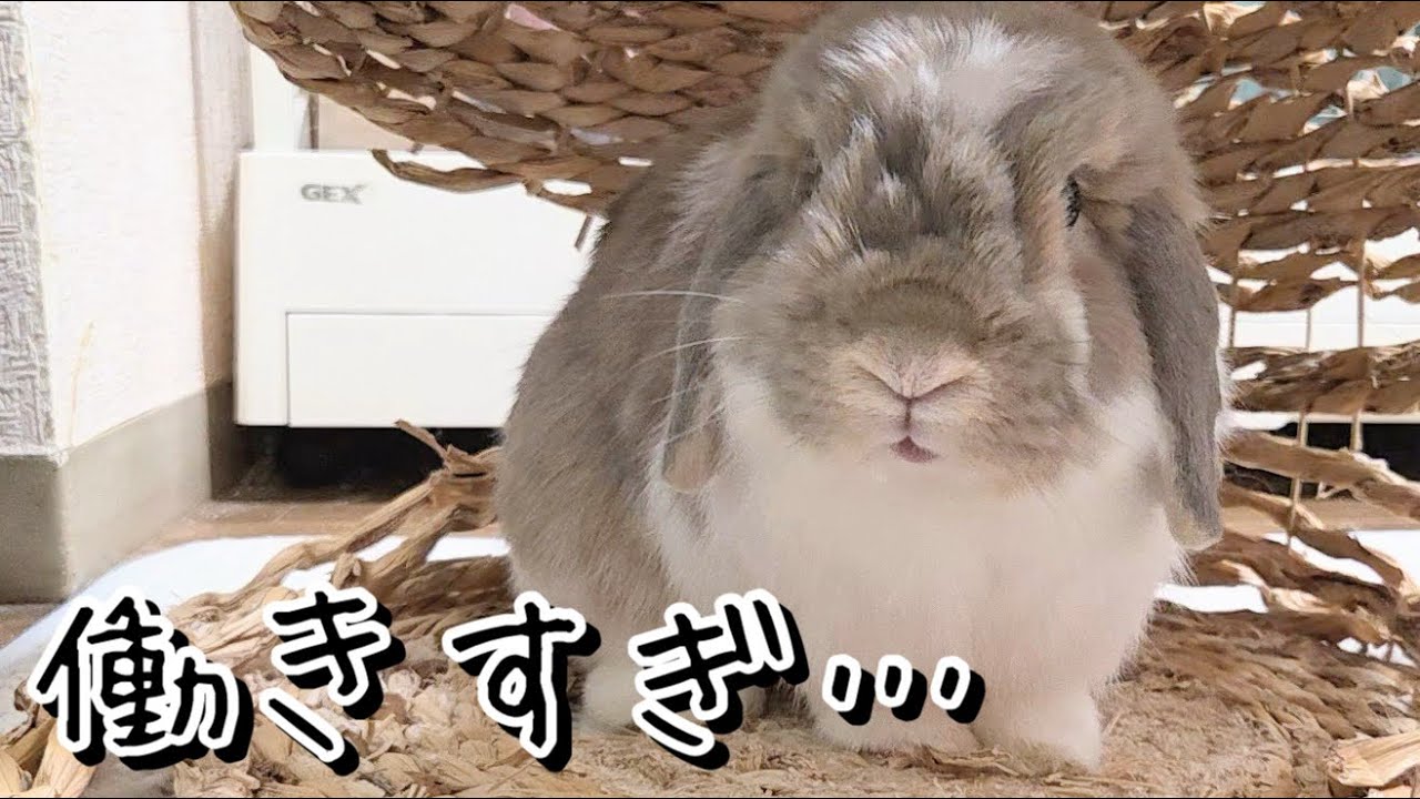 17日連勤の職人たち｜大人うさぎ時間#1414