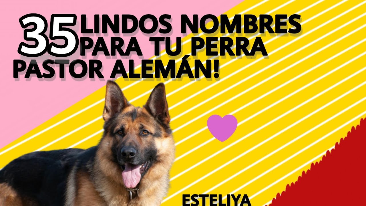 35 NOMBRES SUPER LINDOS PARA TU PERRA PASTOR ALEM&Aacute;N!