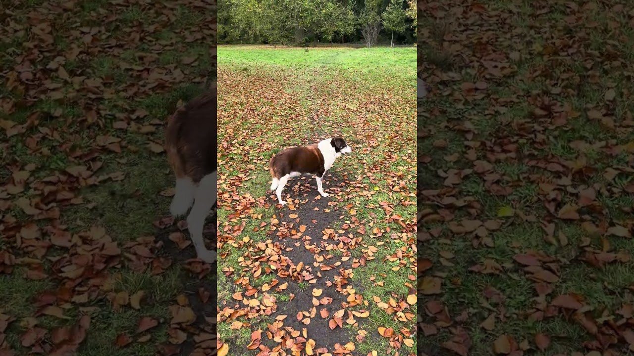 Schrikt jouw hond van harde geluiden?