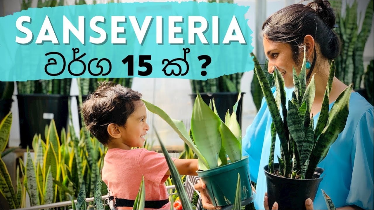 15+ Sansevieria/ Snake plant varieties | සැන්සිවේරියා වර්ග !
