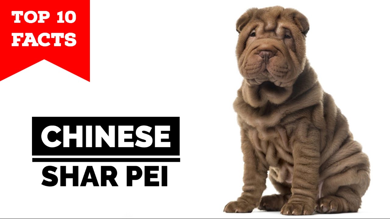 Китайский шарпей: 10 фактов