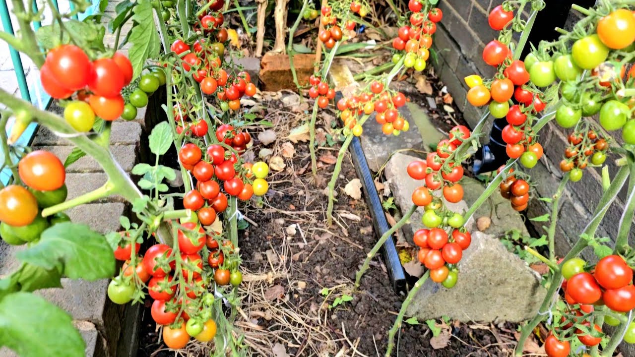 Gardening Ideas for home! front garden/front yard UK, Salad Tomatoes plant growing 