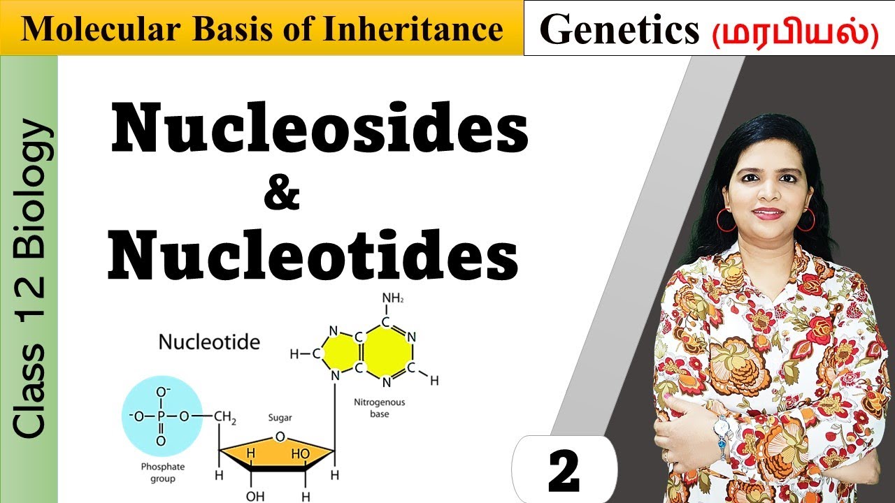 Nucleic Acids and Nucleotides |  Molecular Basis of Inheritance