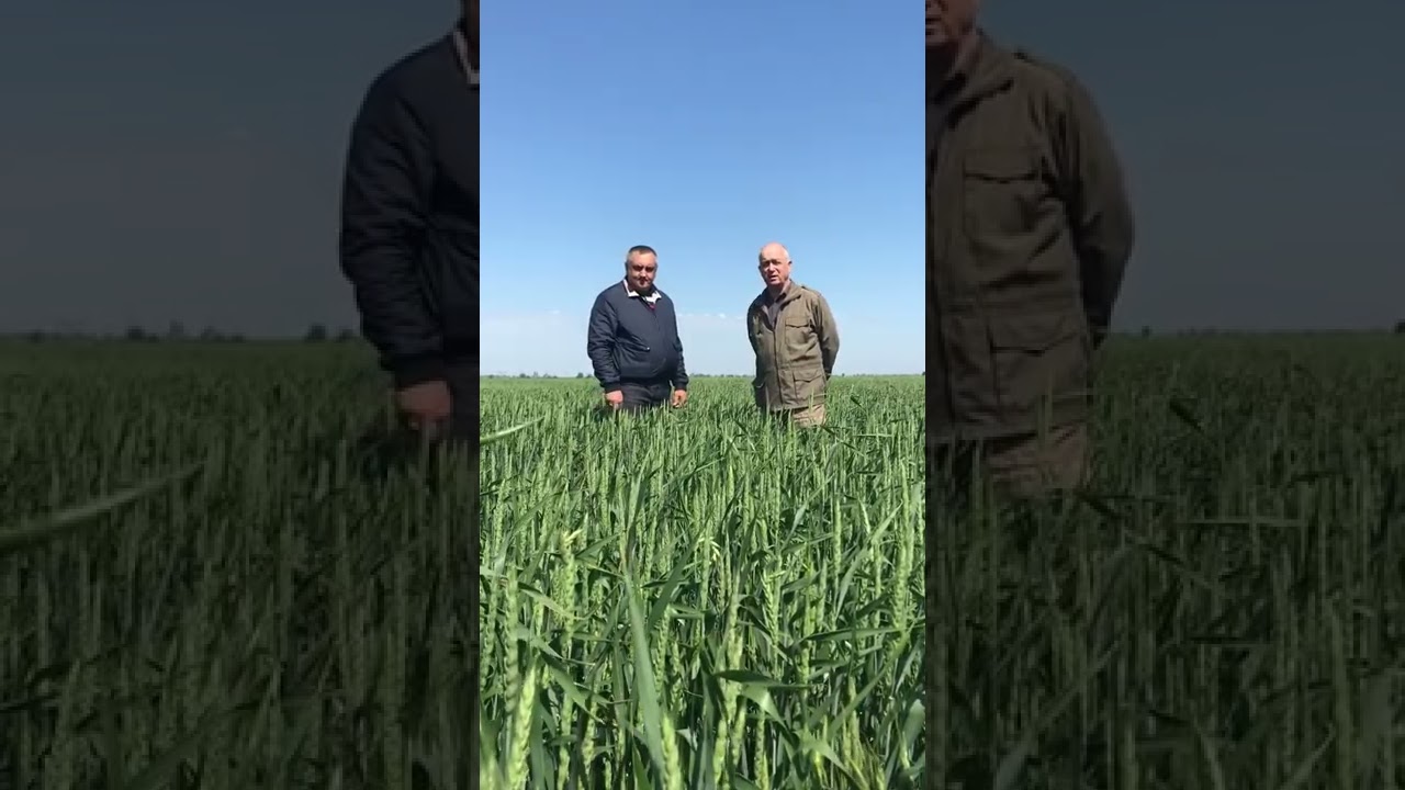 Отзыв ООО «Ареал» Пролетарский район, Ростовская область.