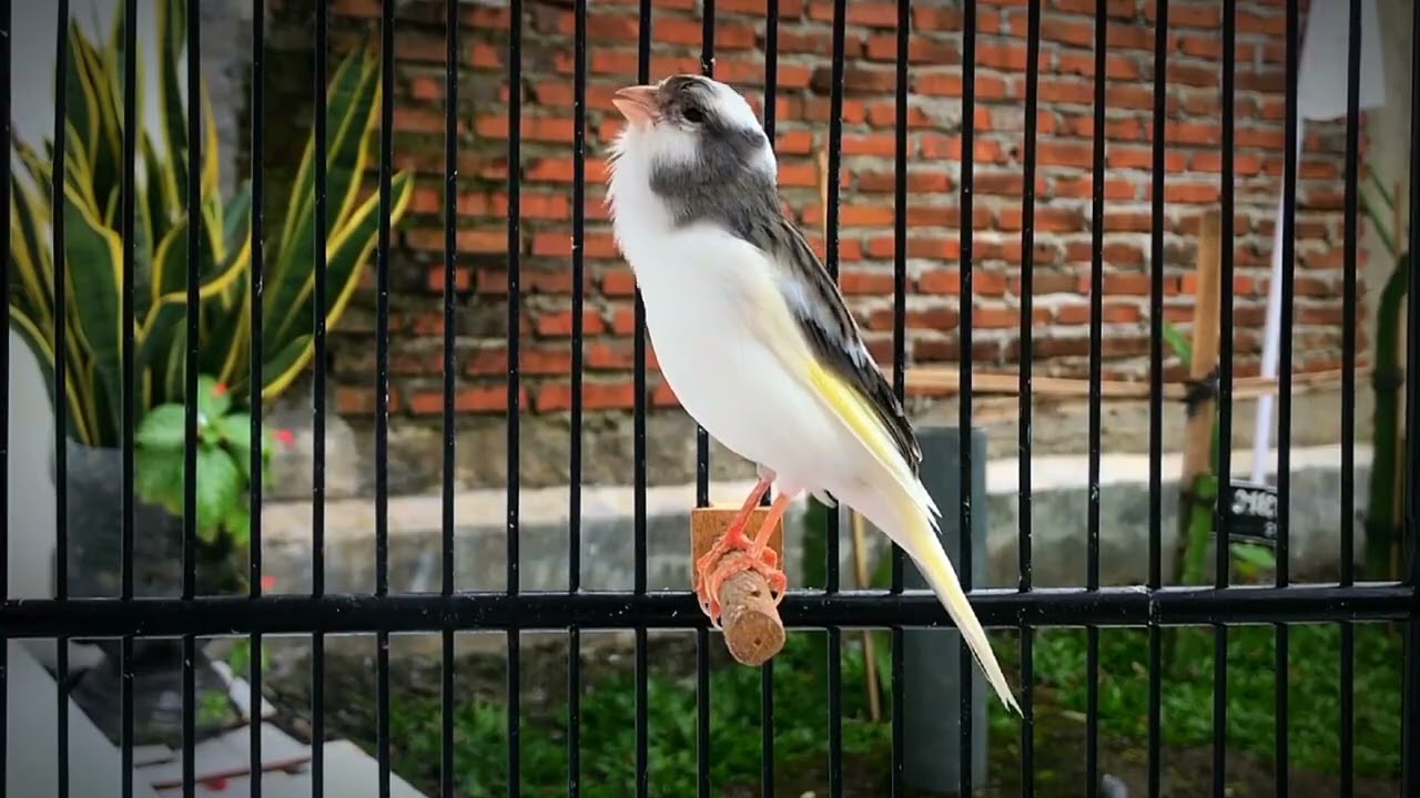 This Belgian Canary Attracted Many Canaries to Sing‼️ Magical Training