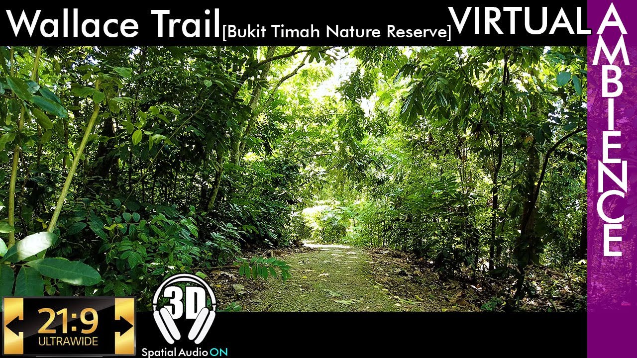 Singapore Ambience - Bukit Timah Nature Reserve - Wallace Trail