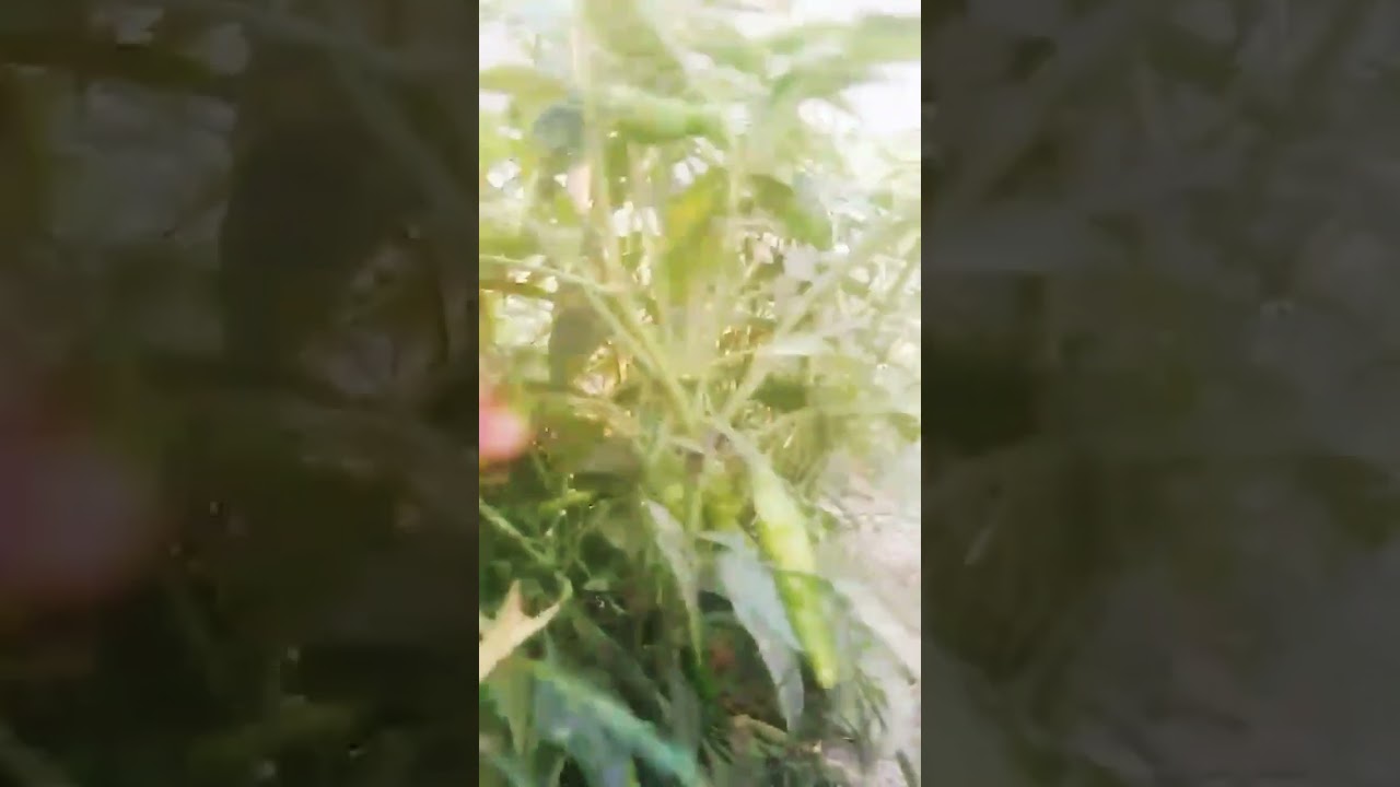 Fruit of green chilli(Hari mirch ka podha) #greenchill #organicfarming #harimirch #مرچ #मिर्च #ਮਿਰਚ