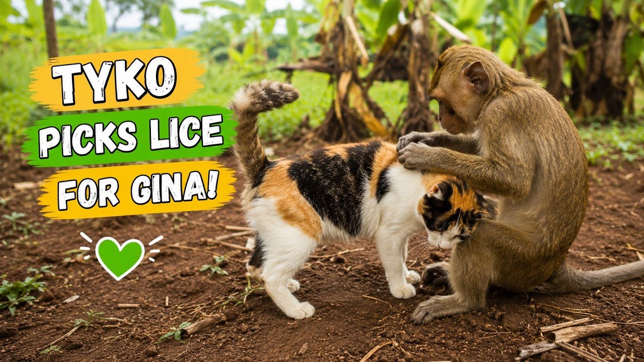 Unlikely Best Friends! 🐶🐱🐒 Life with Dog, Cat & Monkey in the Countryside