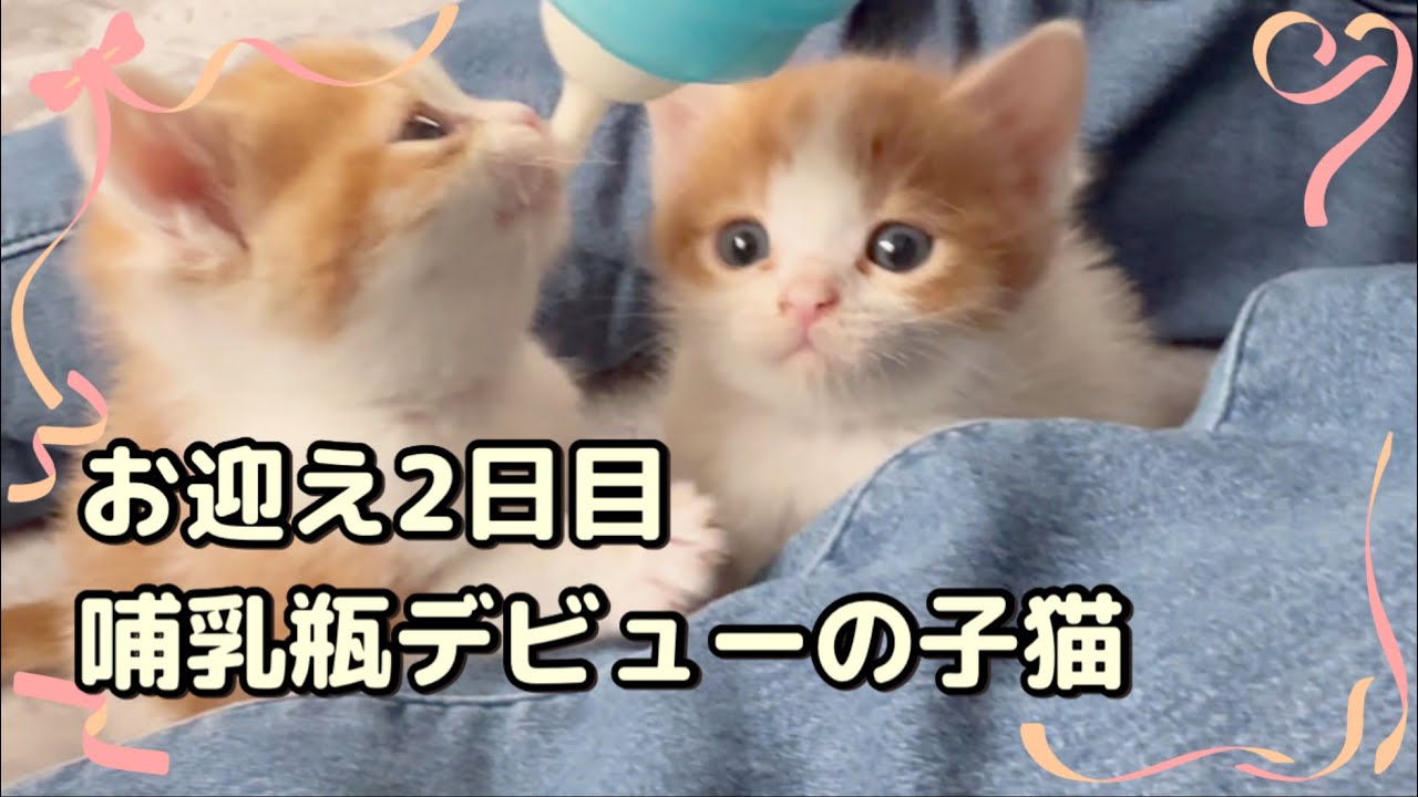 慌てて哺乳瓶を買ってきたけど…うまく吸えるかな？子猫の哺乳瓶デビュー【マンチカン×アメリカンショートヘア】