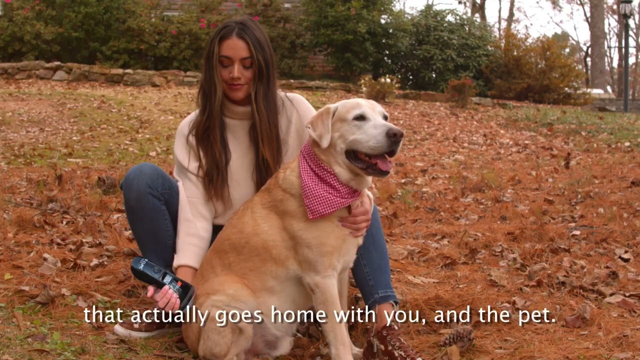 B-Cure Laser Vet - Home Laser Therapy Device for Pets
