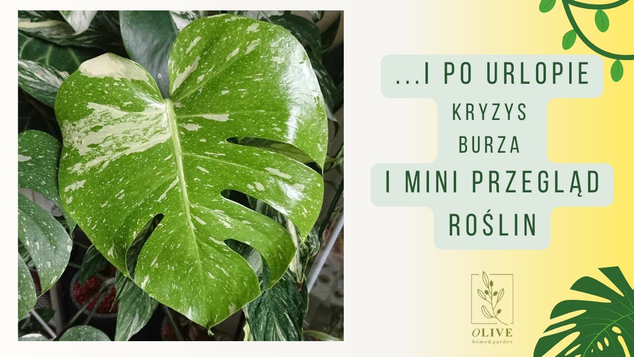 I po urlopie 😎 kryzys, obraz po burzy, mini przegląd roślin, rośliny na balkonie i piękne liście 💚
